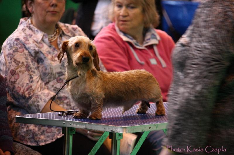 Crufts2011_2 499.jpg